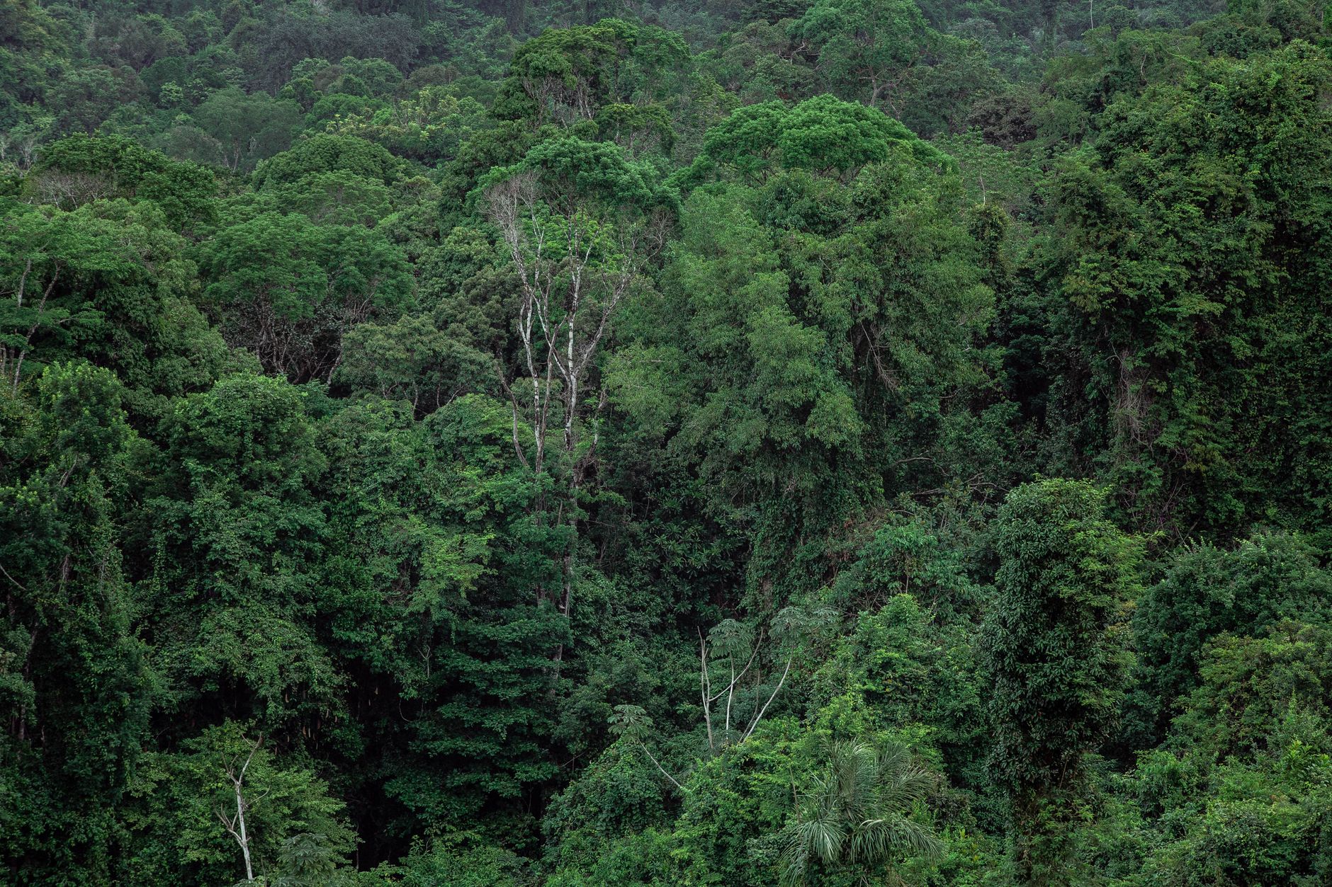 Floresta Amazônica e rios