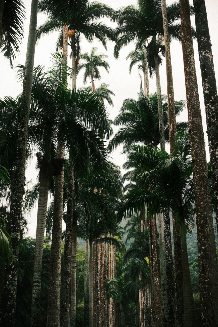 Paisagem tropical do Brasil